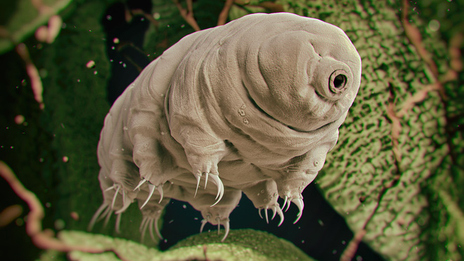 Tardigrades are known as the 'immortal monster'