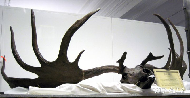 Skull of the Irish Elk (Megaloceros giganteus).