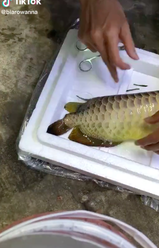 The young man uses scissors to trim the fins and is doing something to the eye of this fish that has left netizens very curious. Image taken from the clip