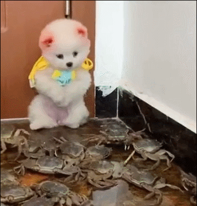 The owner places the puppy among a bunch of live crabs despite the puppy's pleading appearance.