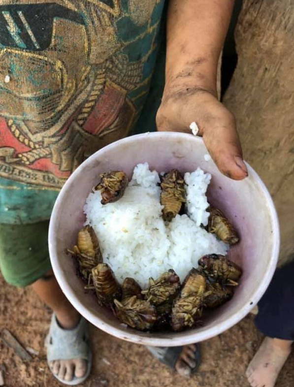Boiled cicadas mixed with rice.