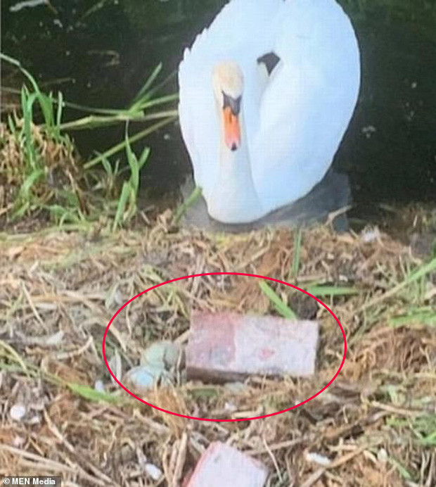 Mother swan witnessing her eggs shattered while her partner leaves.