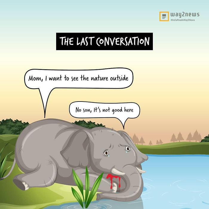 An image suggesting that the mother elephant did not want her child to be born into danger, especially those delicious pineapples that conceal potential dangers.