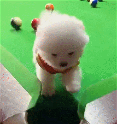 The owner is suspected of deliberately pulling the puppy down into a hole in the table with a shoelace.