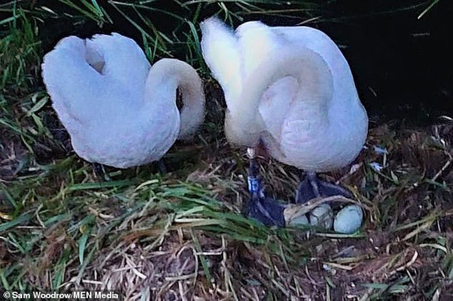 Shortly after, the male swan also left...