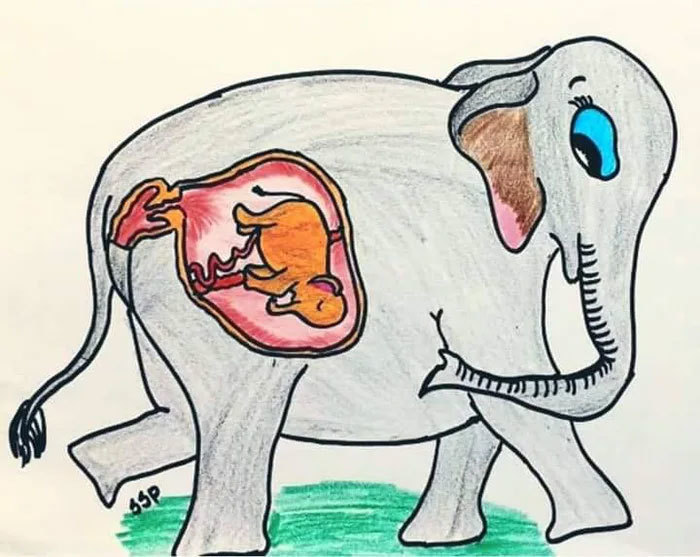 The baby elephant will never be born.