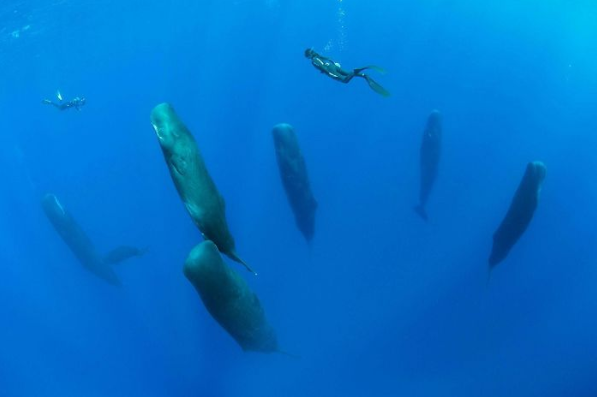 A large pod of whales sleeping soundly with their heads pointed straight up.
