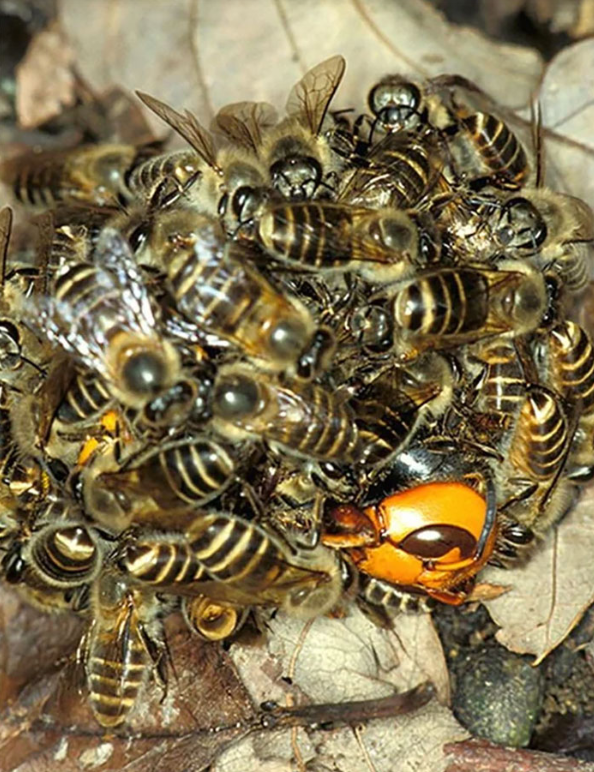 A swarm of bees attacking an aggressive wasp by raising their body temperature.