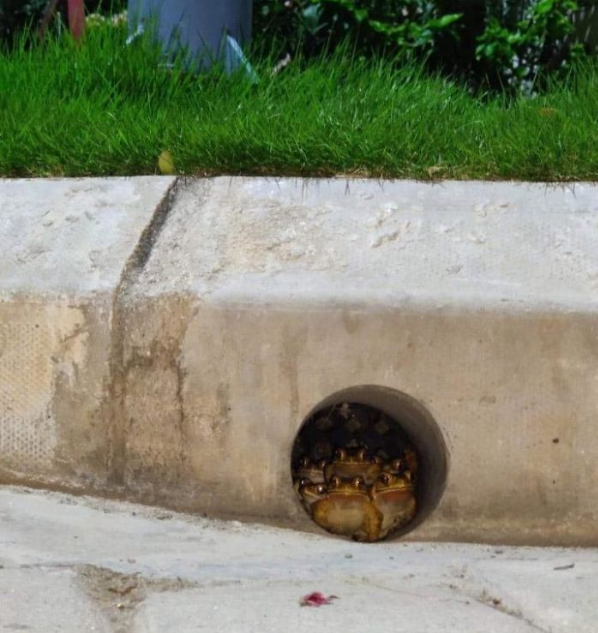 The 'frog kingdom' inside a drainage pipe.