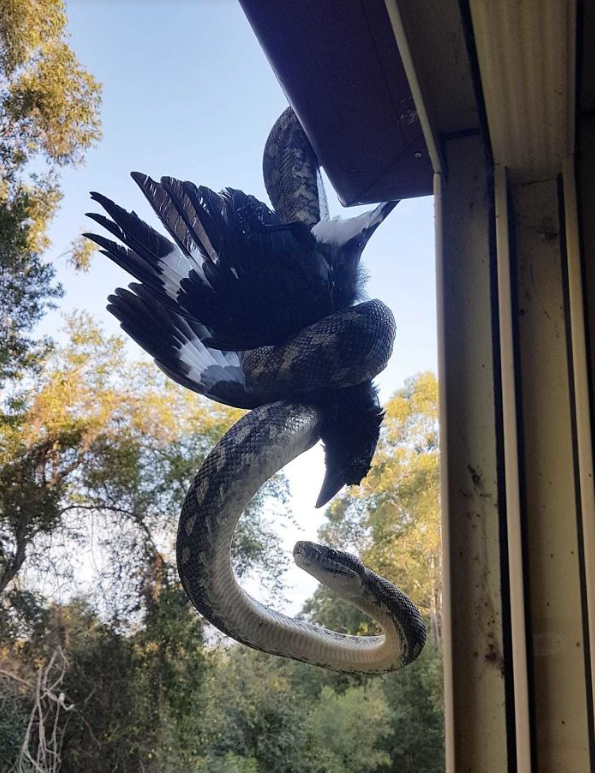 'Eagle vs. Snake' confrontation appearing early in the morning.