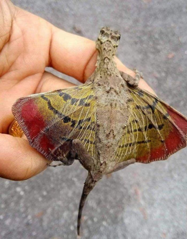 Unbelievable sighting of a reptile with wings resembling a butterfly.