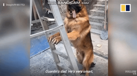 This dog holds the ladder for its owner to work.