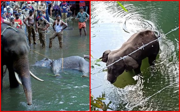 Due to the severe injury to its mouth, the poor animal could not survive.