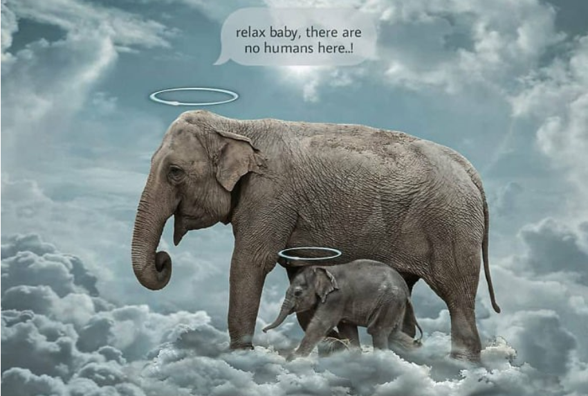 The two elephants ascend to heaven, where there are no humans to harm them.