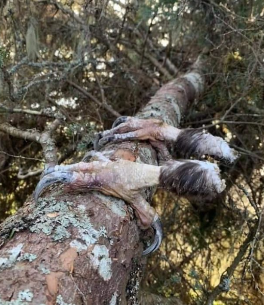 The actual size and what happened to this eagle?