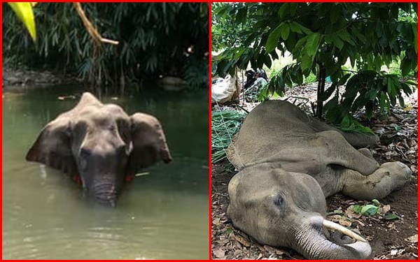 The case of the mother elephant dying while pregnant quickly sparked a wave of outrage.