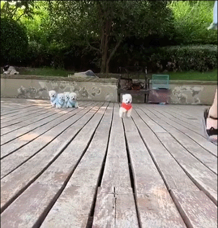 The owner lures the dog to jump towards them despite the height between the platform and the ground.