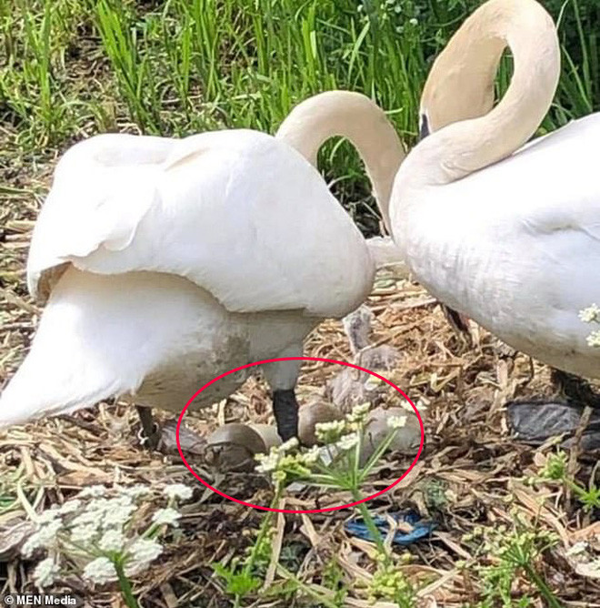 If a swan's partner is killed or leaves, the remaining one will feel the same pain.