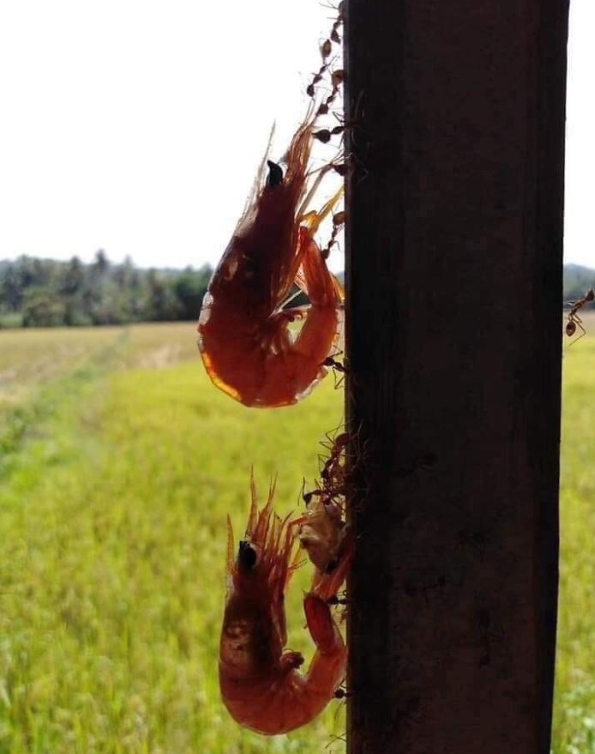A family lost some boiled shrimp and this is the scene they found.