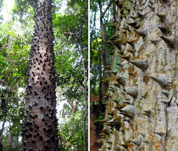 Thorns growing chaotically on a tree trunk that make anyone shudder.