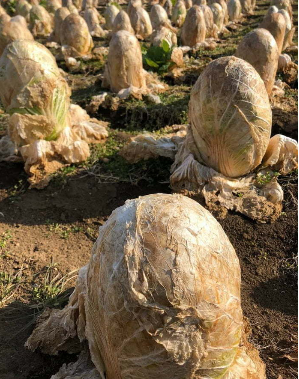 A cabbage field in Japan making many think of eggs from some giant creature left on the ground.