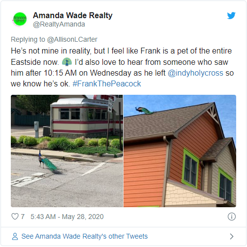 A person accidentally spotted this peacock moving on a rooftop.