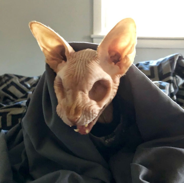 A blind Egyptian cat.