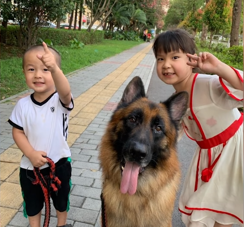 Nuomi often goes for walks with its owner.