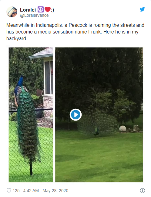Image of the peacock lingering in a garden.