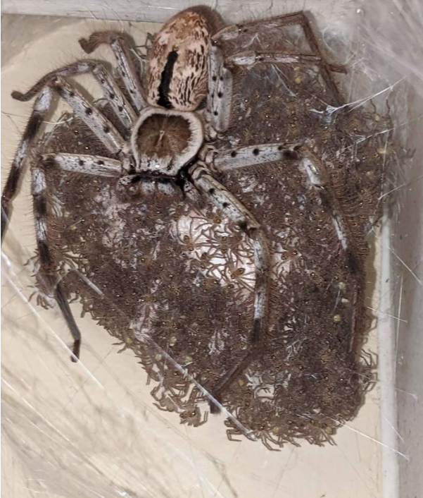 Encountering a 'Spider Family' while cleaning the house makes anyone want to burn them quickly.