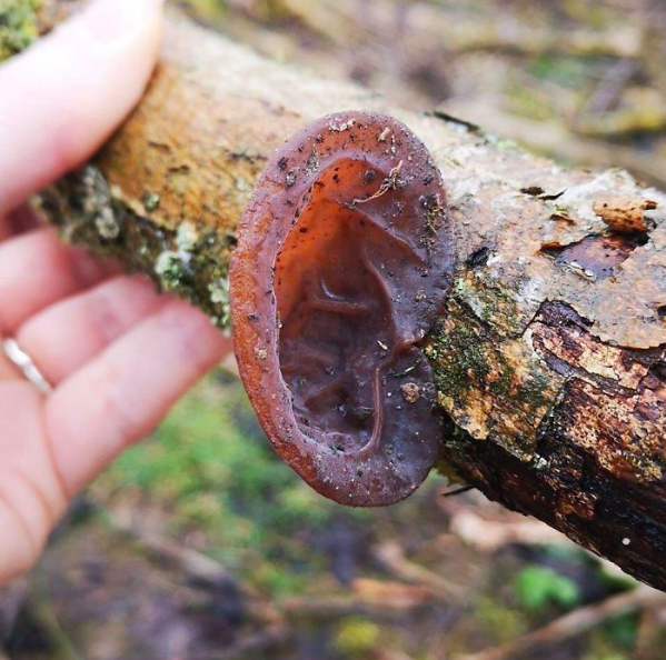 A type of mushroom that gives many people the creeps.