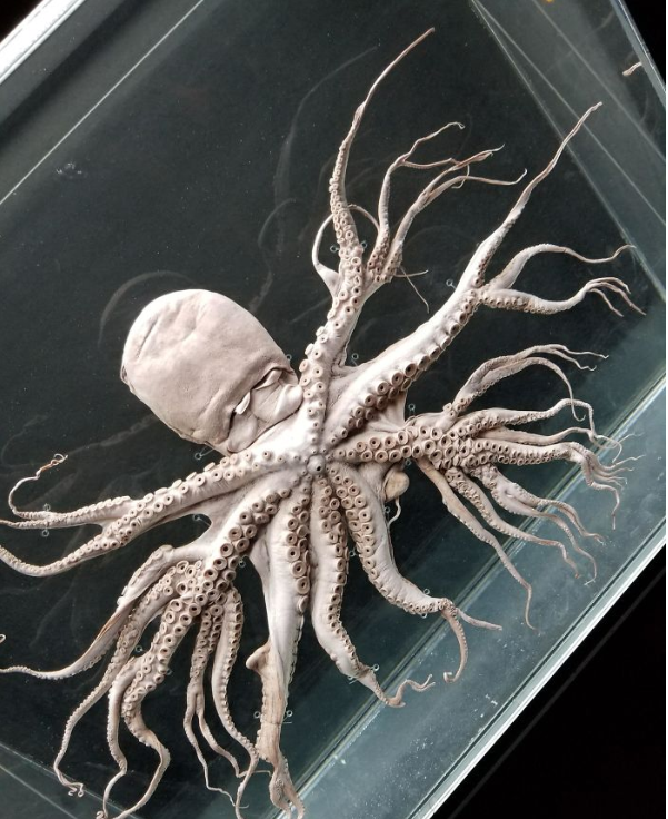 A rare mutation that makes this octopus's tentacles bizarre.