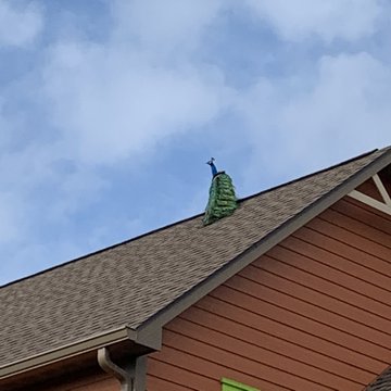 This peacock embarked on a long journey to find a mate but was unsuccessful.