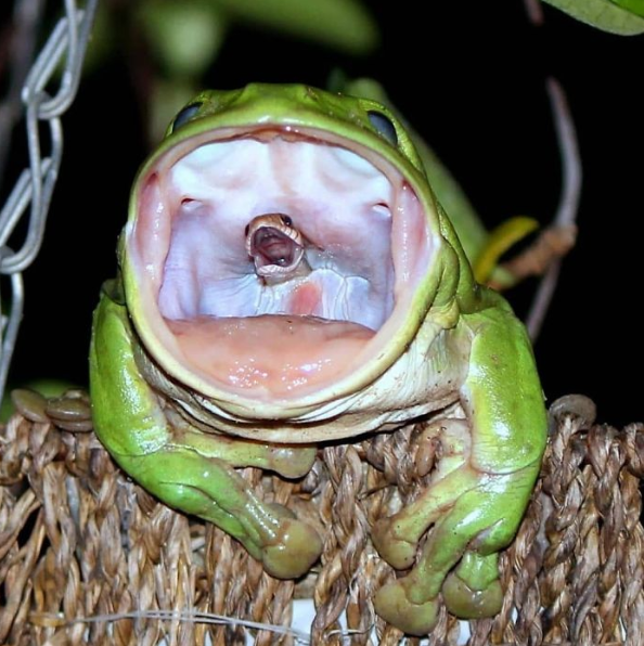 A moment where a frog and a lizard 'combine'.