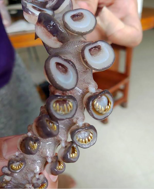 Teeth on the octopus's tentacle can still shock us.