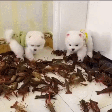 Getting bored of crabs, the owner even throws a pile of live shrimp around two puppies.