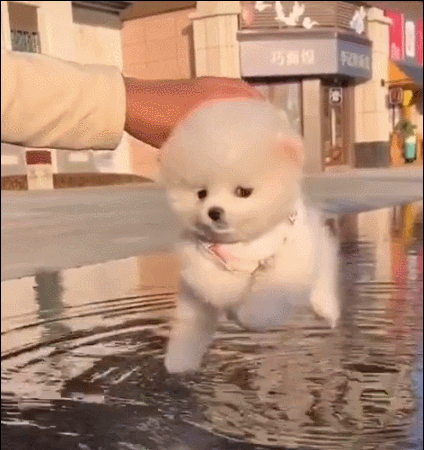The puppy is panicking while trying not to fall into a puddle of water.