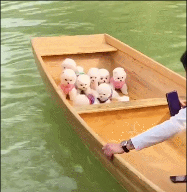 The owner swings the boat causing not only the puppies but also viewers to feel dizzy.
