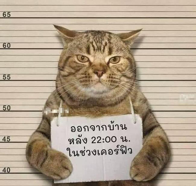 The cat's cold expression and confident demeanor while wearing the warning sign made netizens unable to hold back their laughter