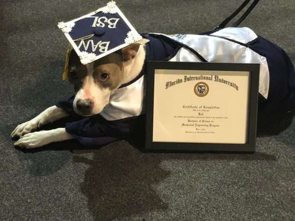 The dog has just made history