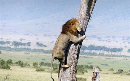 The pitiful face of the terrified lion