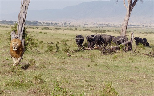 After a while, the lion got tired and had to run away from the chase