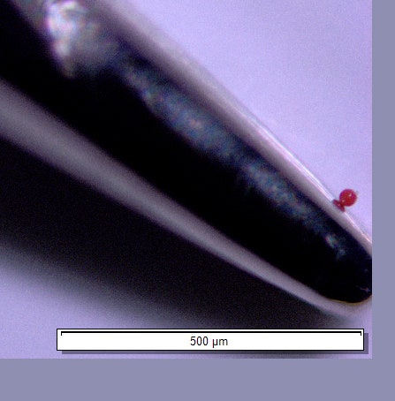 The scale here is measured in micrometers, or millionths of a meter.
