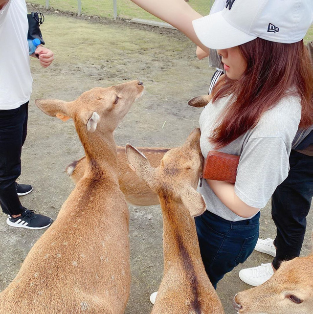 Even animals can't resist