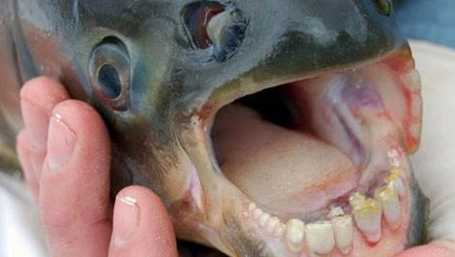 At first glance, the teeth of the sheephead fish do resemble human teeth quite a bit.