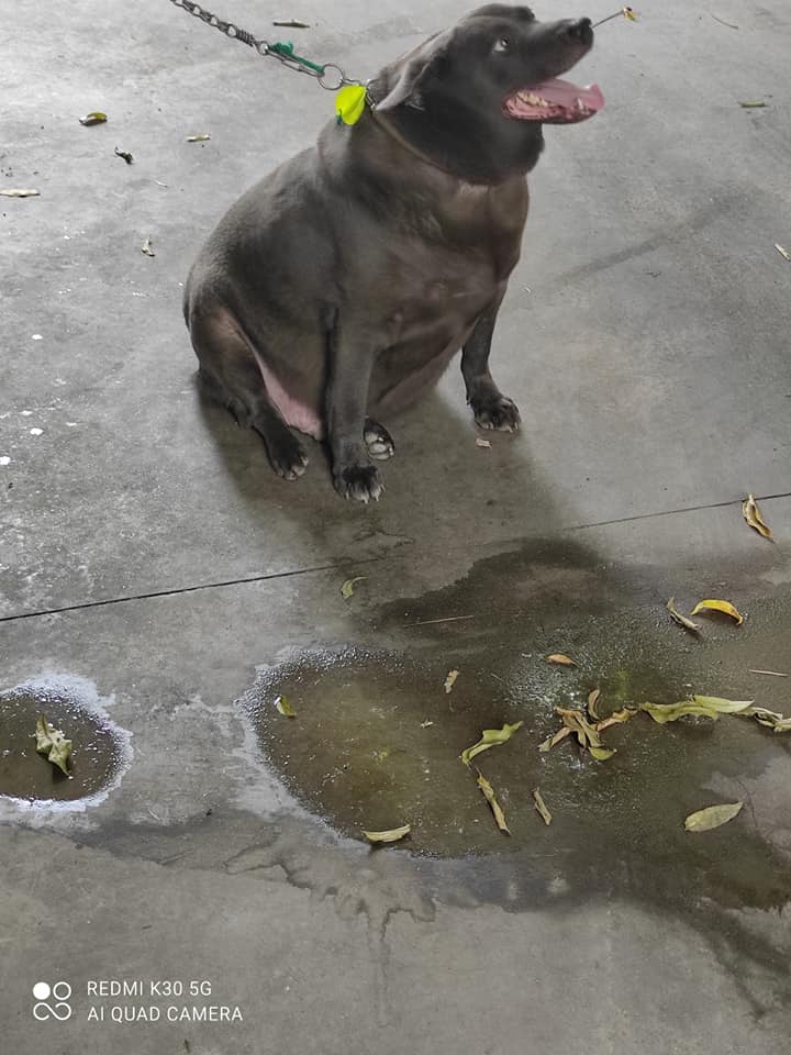 A photo shared on social media claiming Dúi currently looks very... chubby.