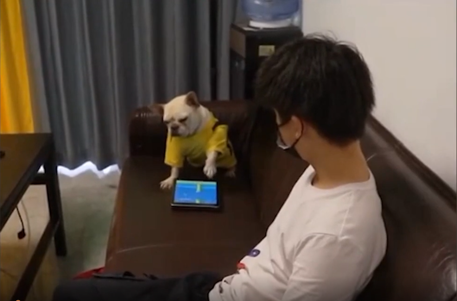 The dog is sitting and playing Flappy Bird very attentively and focused