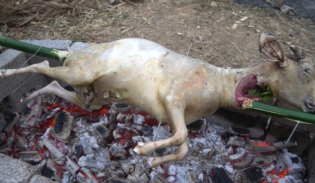 Even the scene of piercing a bamboo stick through the goat's neck made many shudder