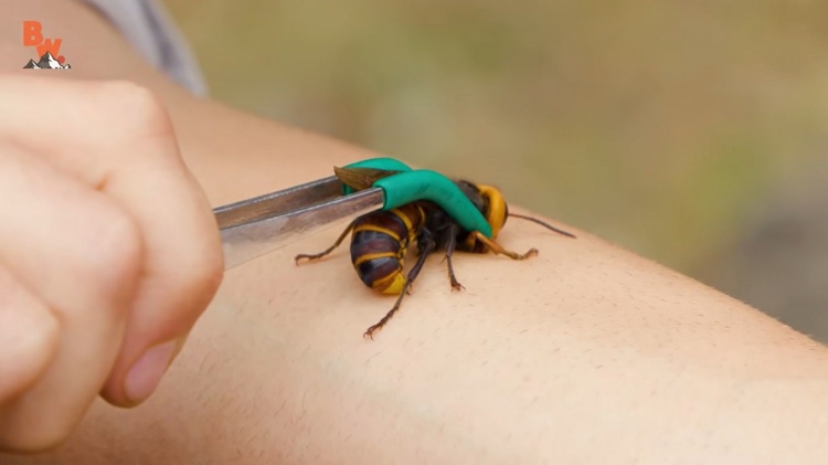 He undertakes a new challenge with wasps
