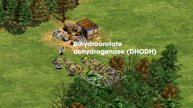 DHODH in host cells may serve as the last remaining 